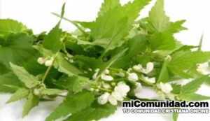 Plantas-medicinales-y-para-que-sirven