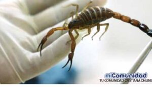 Veneno de escorpión cubano enemigo del cáncer