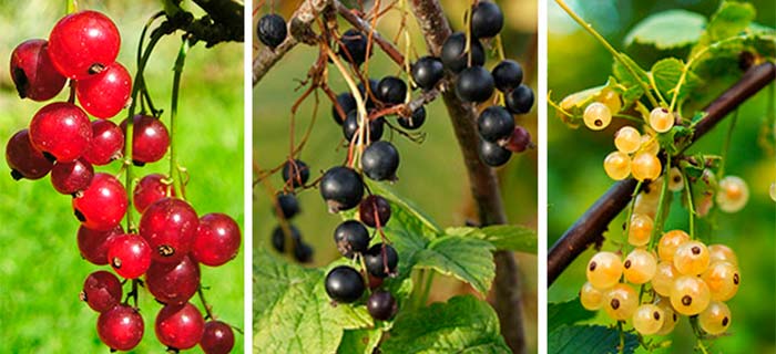 Algunos remedios caseros con Grosella