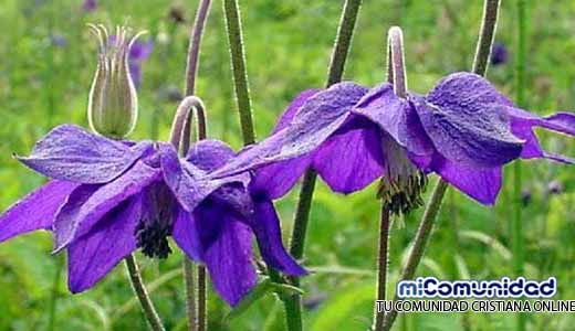 Propiedades Curativas Y Medicinales De La Aguileña