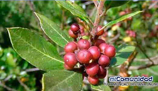 Propiedades Curativas Y Medicinales De La Aladierna