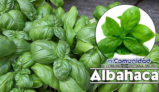 Propiedades Curativas Y Medicinales De La Albahaca