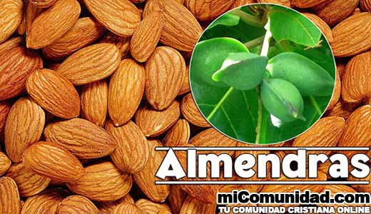Propiedades Curativas Y Medicinales De La Almendra