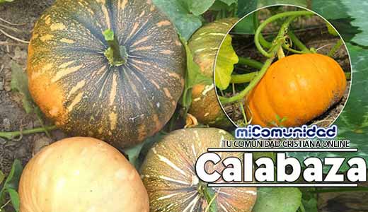 Propiedades Curativas Y Medicinales De La Calabaza