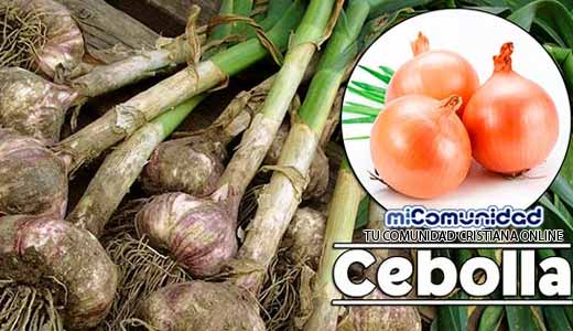 Propiedades Curativas Y Medicinales De La Cebolla