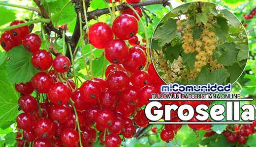 Propiedades Curativas Y Medicinales De La Grosella