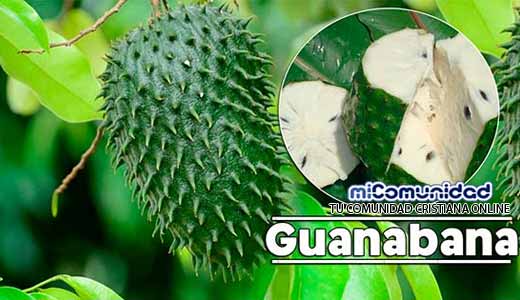 Propiedades Curativas Y Medicinales De La Guanábana