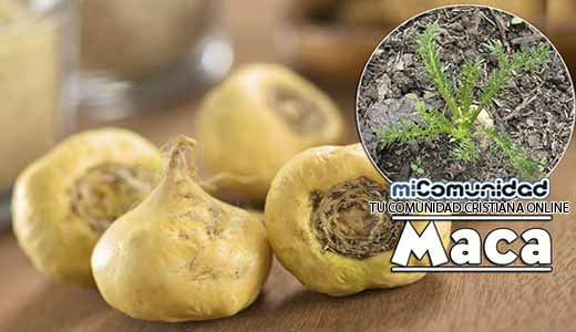 Propiedades Curativas Y Medicinales De La Maca