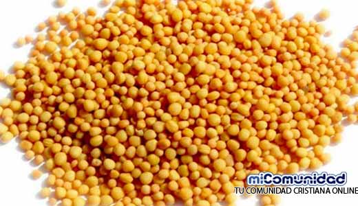  Propiedades Curativas Y Medicinales De La Mostaza