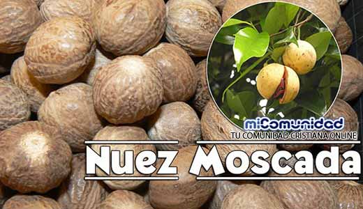 Propiedades Curativas Y Medicinales De La Nuez Moscada