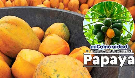 Propiedades Curativas Y Medicinales De La Papaya