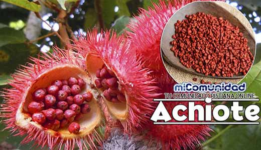 Propiedades Curativas Y Medicinales Del Achiote (Bija)