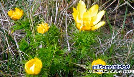 Propiedades Curativas Y Medicinales Del Adonis