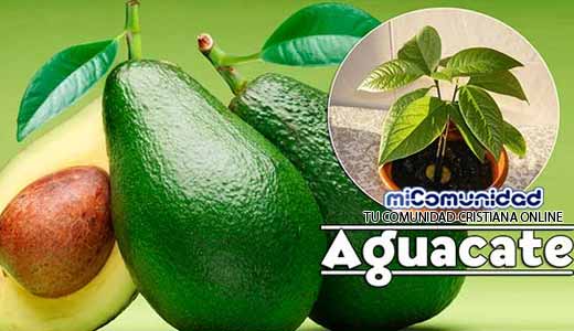 Propiedades Curativas Y Medicinales Del Aguacate