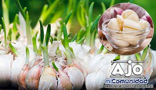 Propiedades Curativas Y Medicinales Del Ajo