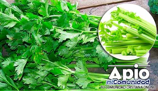Propiedades Curativas Y Medicinales Del Apio