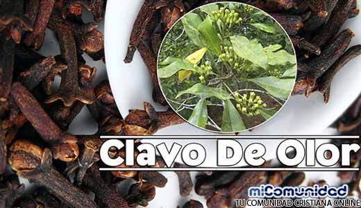 Propiedades Curativas Y Medicinales Del Clavo De Olor