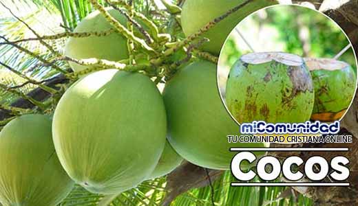 Propiedades Curativas Y Medicinales Del Coco