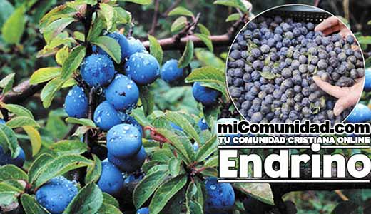 Propiedades Curativas Y Medicinales Del Endrino