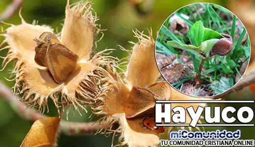 Propiedades Curativas Y Medicinales Del Hayuco