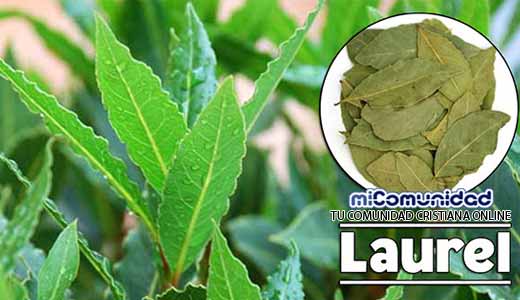 Propiedades Curativas Y Medicinales Del Laurel