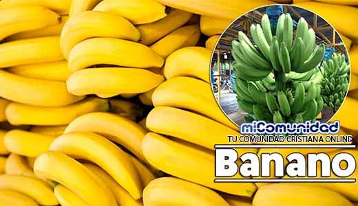 Propiedades Curativas Y Medicinales Del Plátano (Banano)