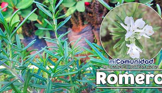 Propiedades Curativas Y Medicinales Del Romero