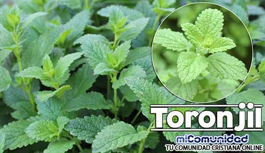 Propiedades Curativas Y Medicinales Del Toronjil