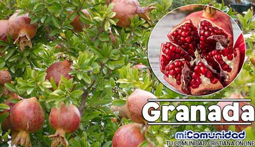 Propiedades Curativas y Medicinales De La Granada