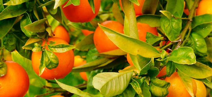 Propiedades Curativas Y Medicinales De La Toronja (Pomelo)