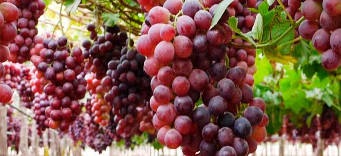 Propiedades Curativas Y Medicinales De La Uva