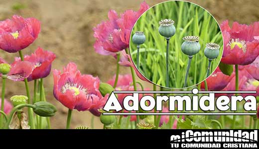 Propiedades curativas y medicinales de la Adormidera