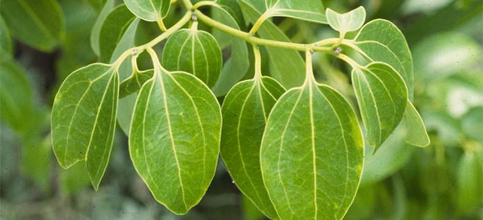 Algunos remedios caseros con Alcanfor