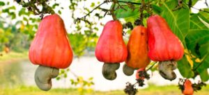 Algunos remedios caseros con anacardo
