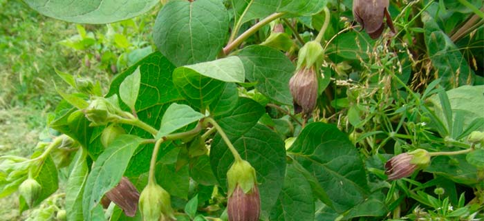 Propiedades de la Belladona