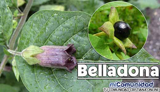 Propiedades Curativas Y Medicinales De La Belladona