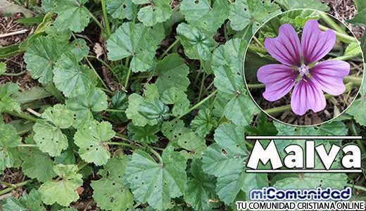Propiedades Curativas Y Medicinales De La Malva