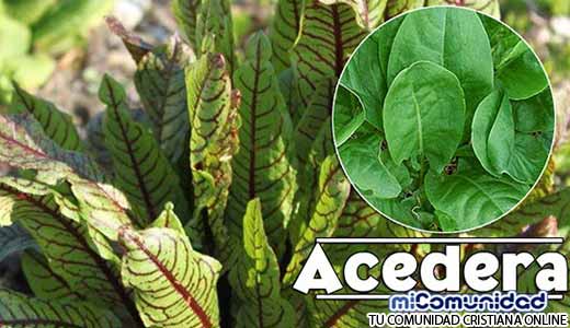 Propiedades Curativas y Medicinales de La Acedera
