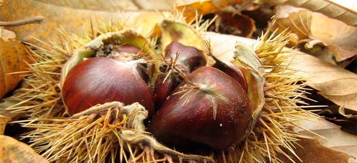 Algunos remedios caseros con Castaña
