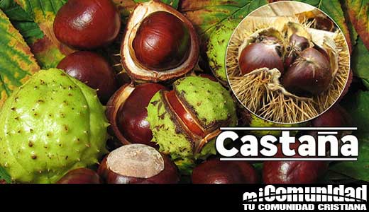 Propiedades Curativas Y Medicinales De La Castaña