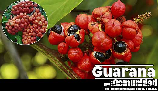 Propiedades curativas y medicinales del Guaraná