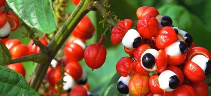 Propiedades curativas y medicinales del Guaraná