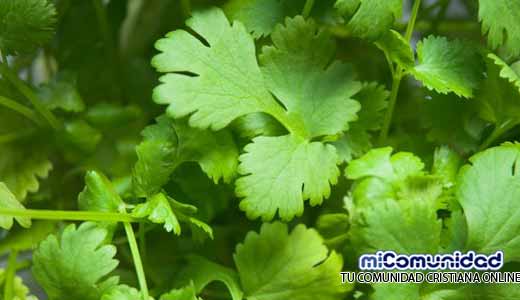 Beneficios del cilantro para la salud humana