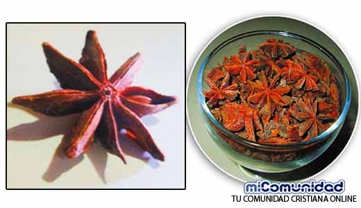 Las Propiedades Medicinales Del Anís Estrella