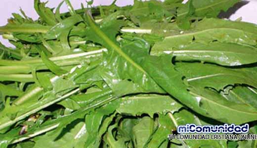 Propiedades Curativas Y Medicinales De La Achicoria