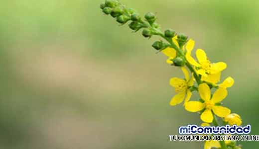 Propiedades Curativas Y Medicinales De La Agrimonia