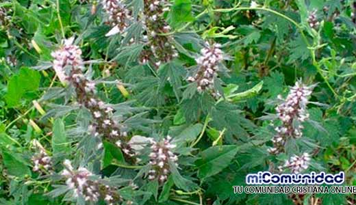 Propiedades Curativas Y Medicinales De La Agripalma