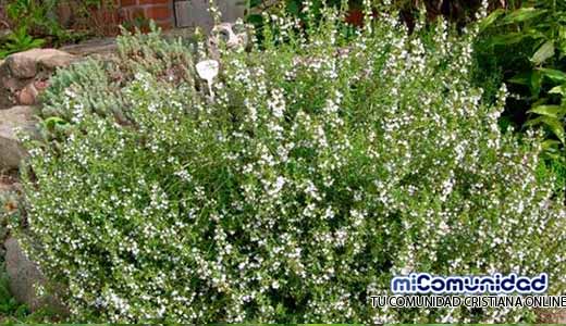 Propiedades Curativas Y Medicinales De La Ajedrea