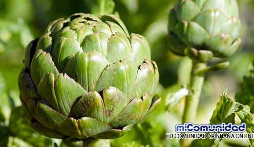 Propiedades Curativas Y Medicinales De La Alcachofa