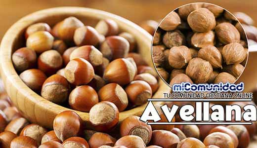 Propiedades Curativas Y Medicinales De La Avellana